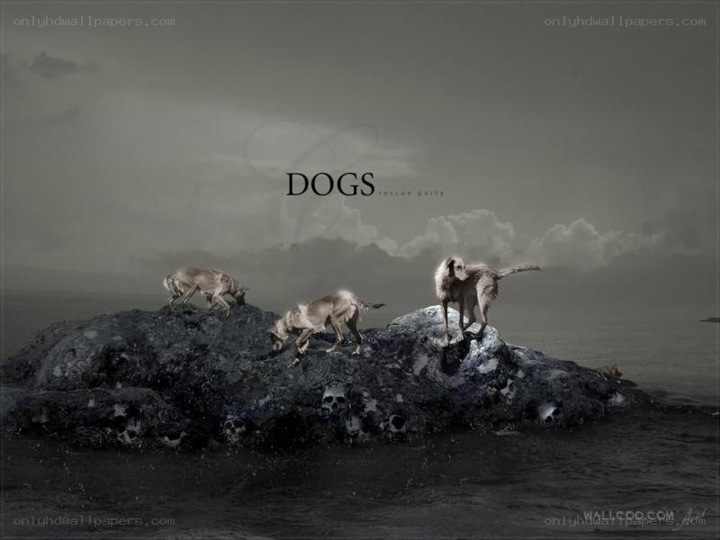 Dogs on a rocky island