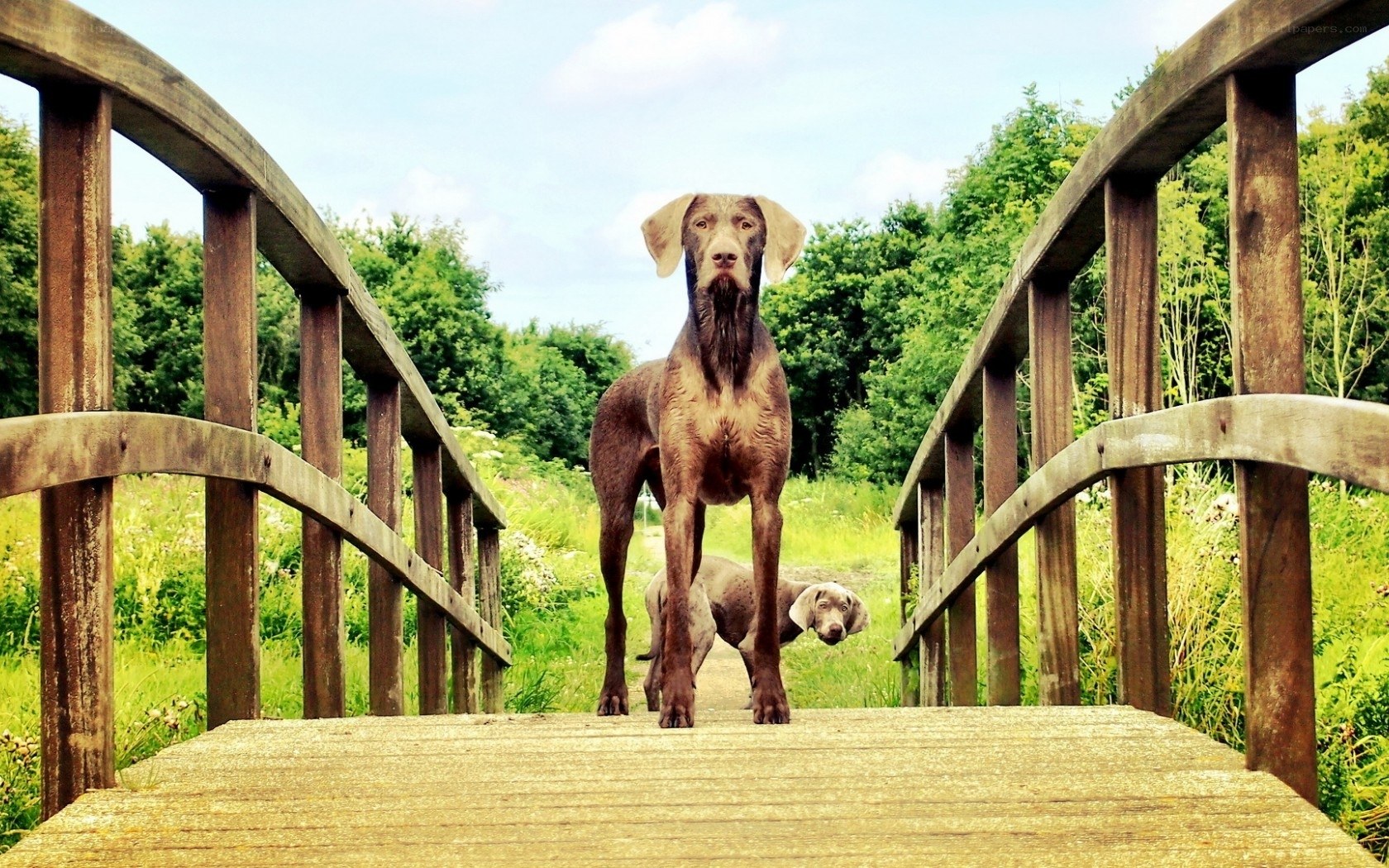 Dogs on a wooden bridge