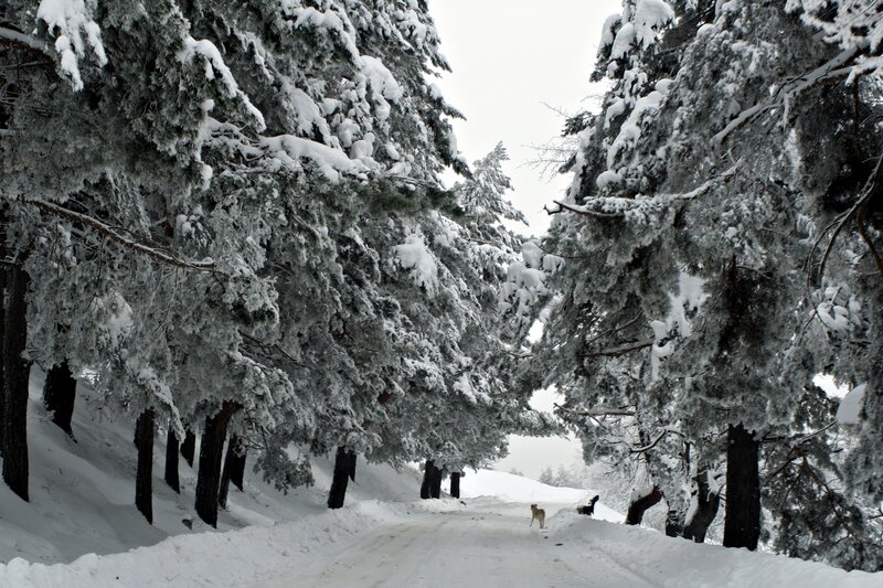 Dogs on Snowy Road