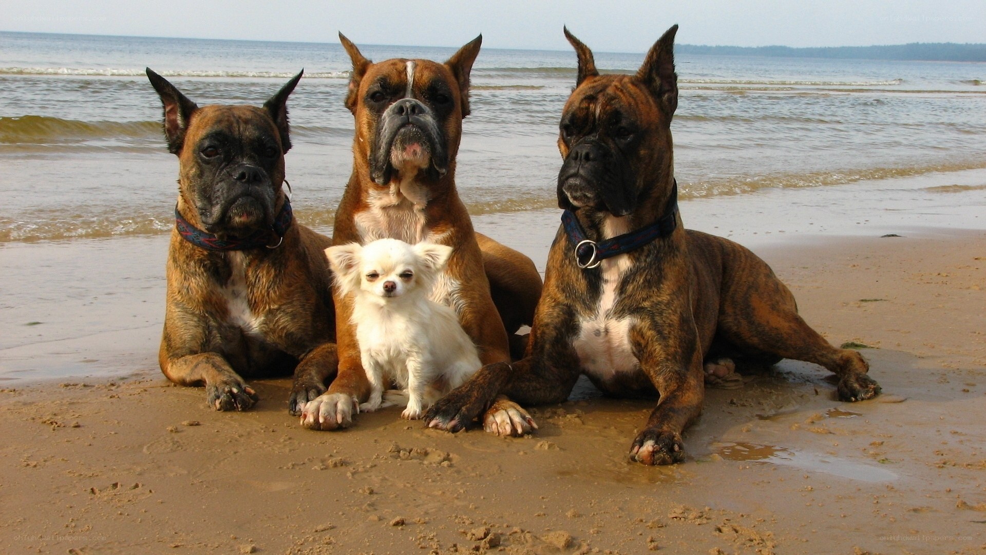 Dogs on the beach