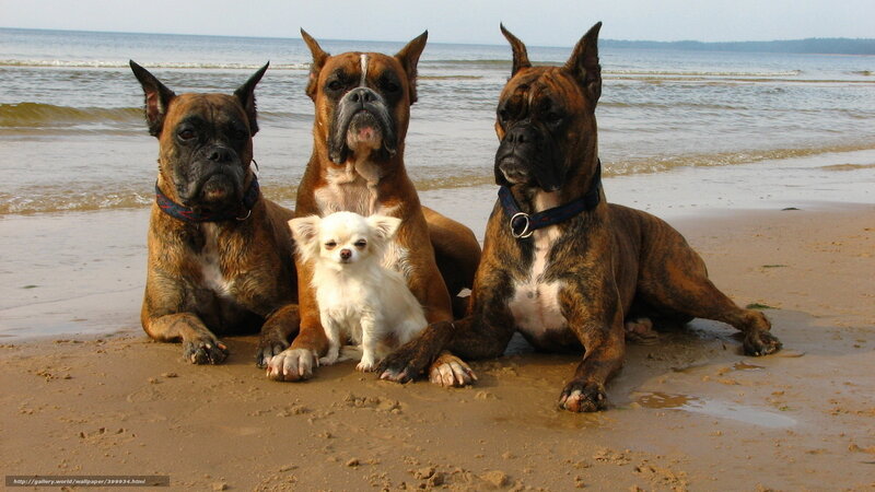 Dogs on the beach