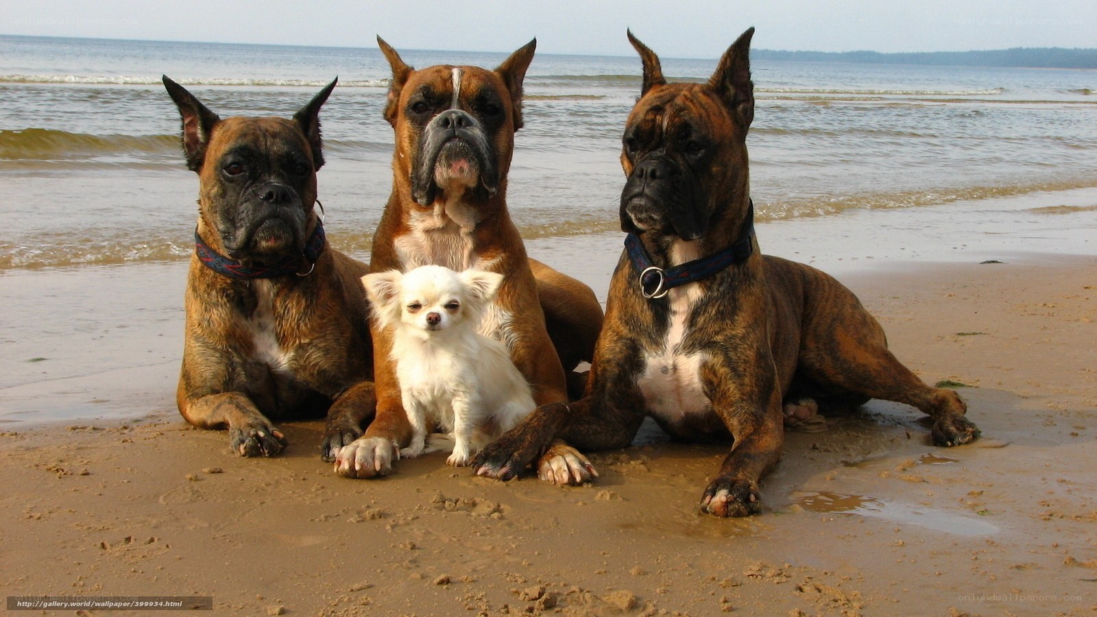 Dogs on the beach