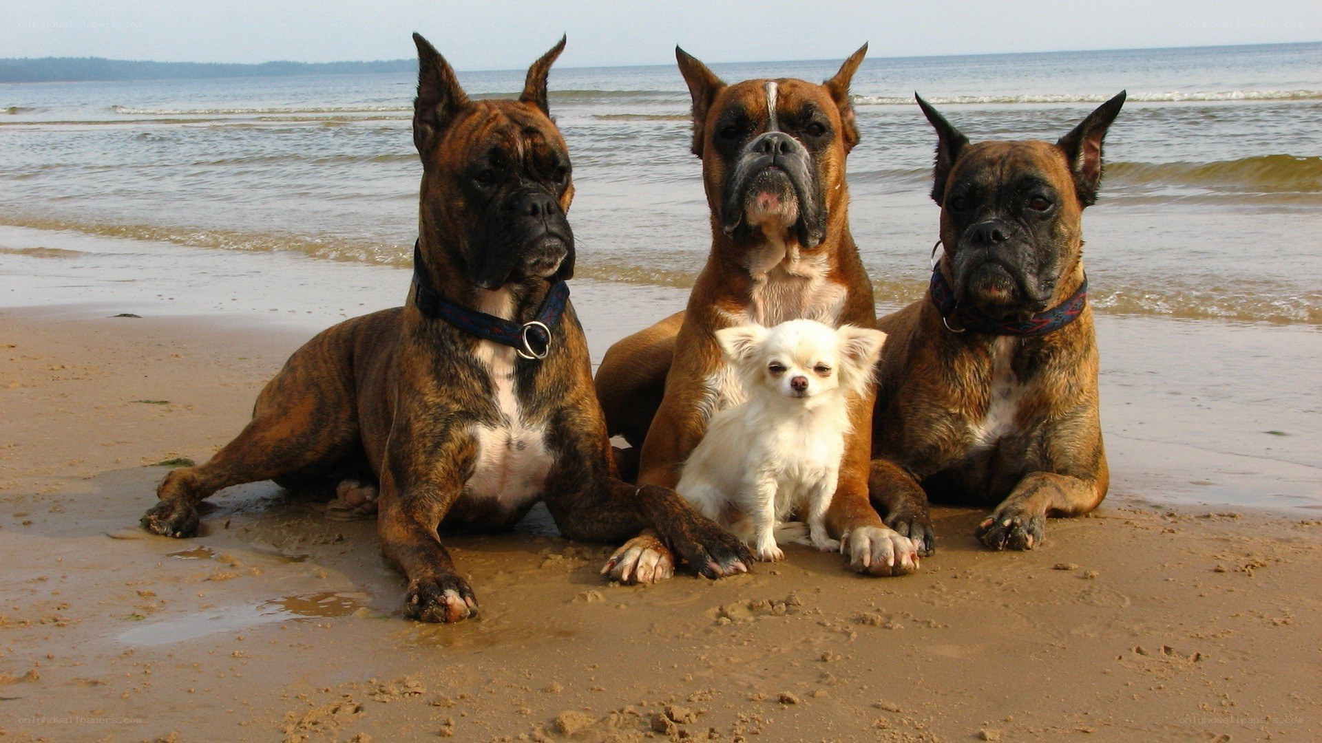 Dogs on the beach