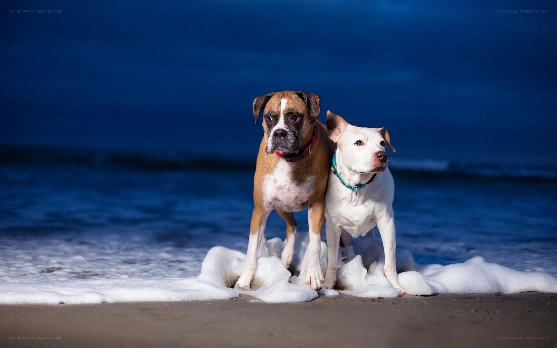 Dogs on the beach at dusk