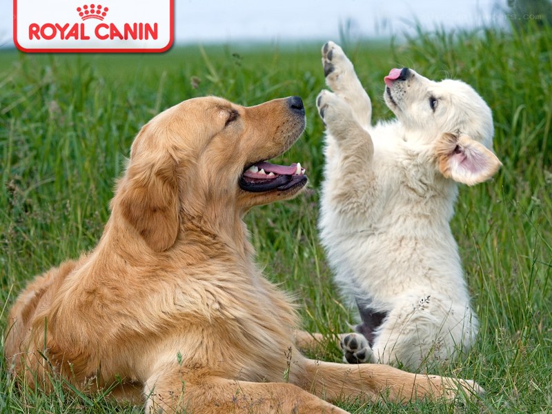 Dogs playing in a field
