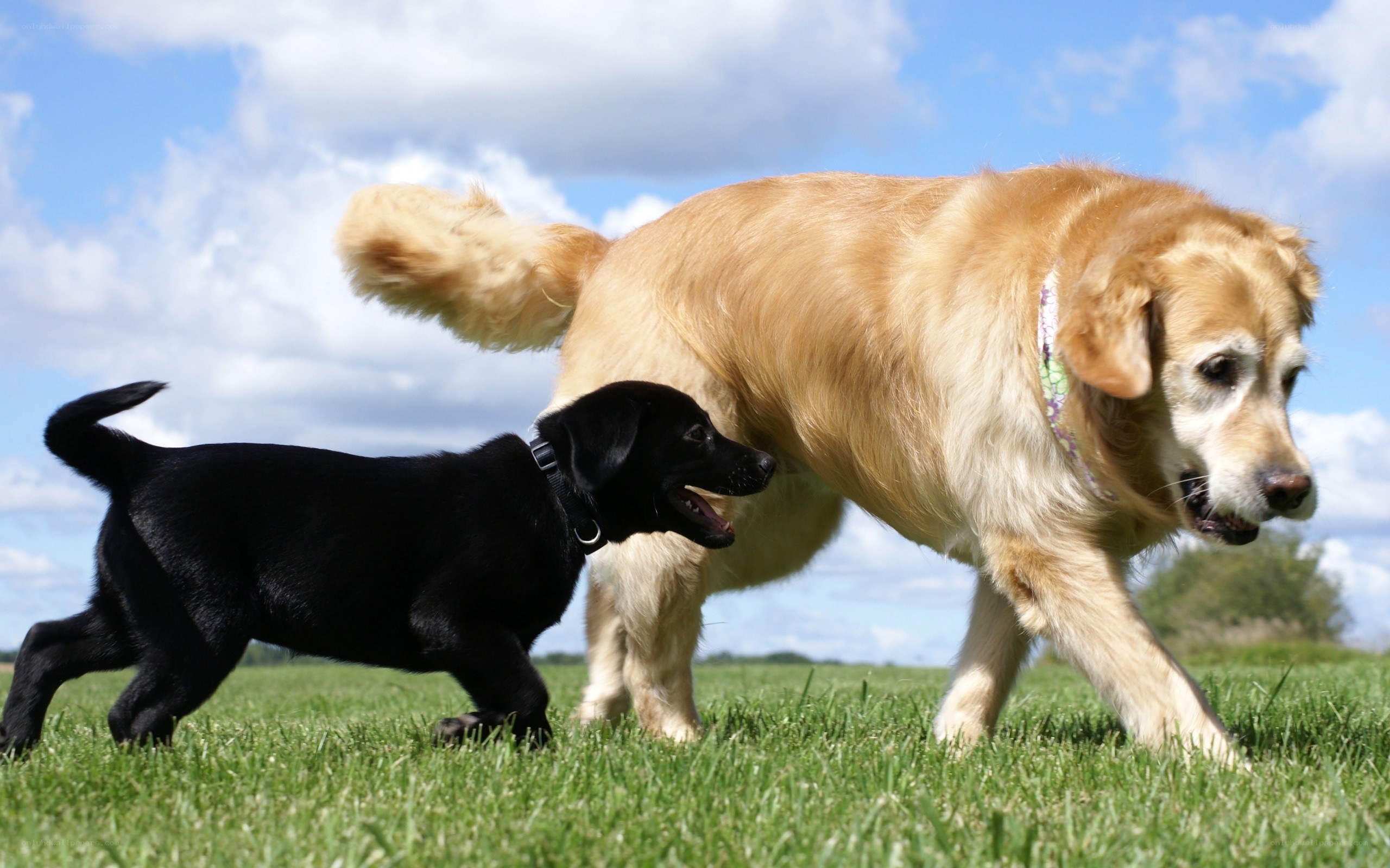 Dogs playing in a field