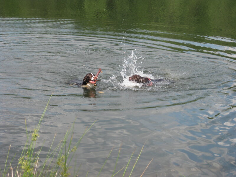 Dogs playing in a lake