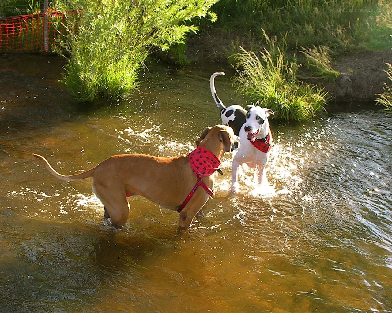 Dogs playing in a stream