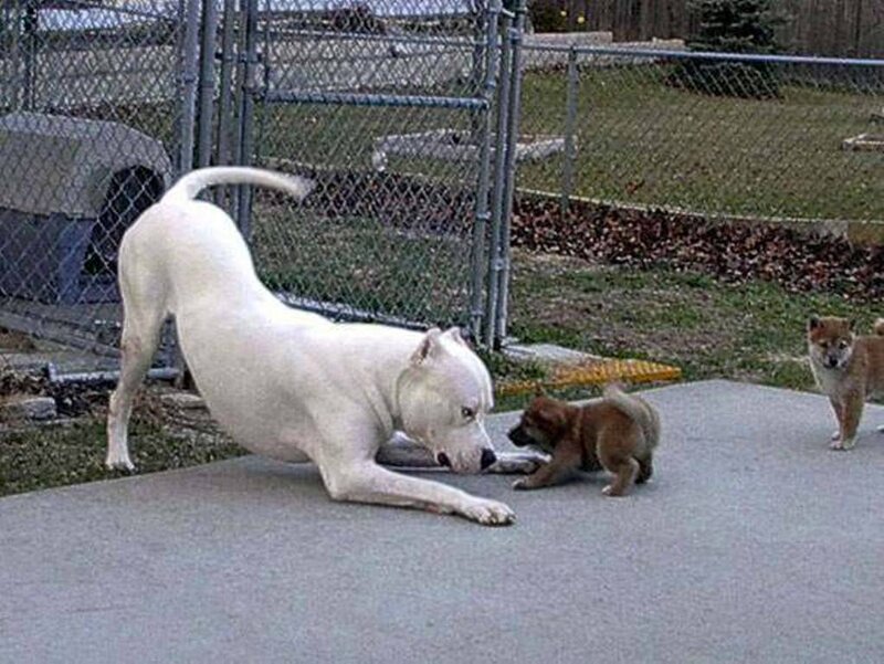 Dogs playing in a yard