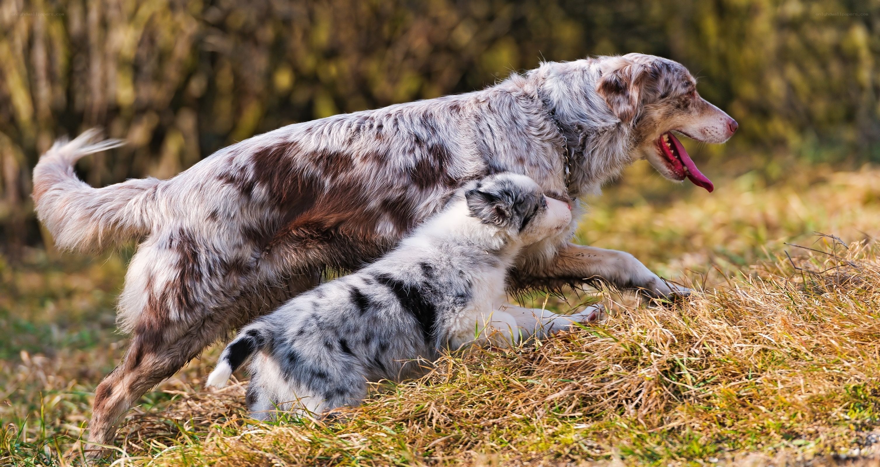 Dogs playing in grass