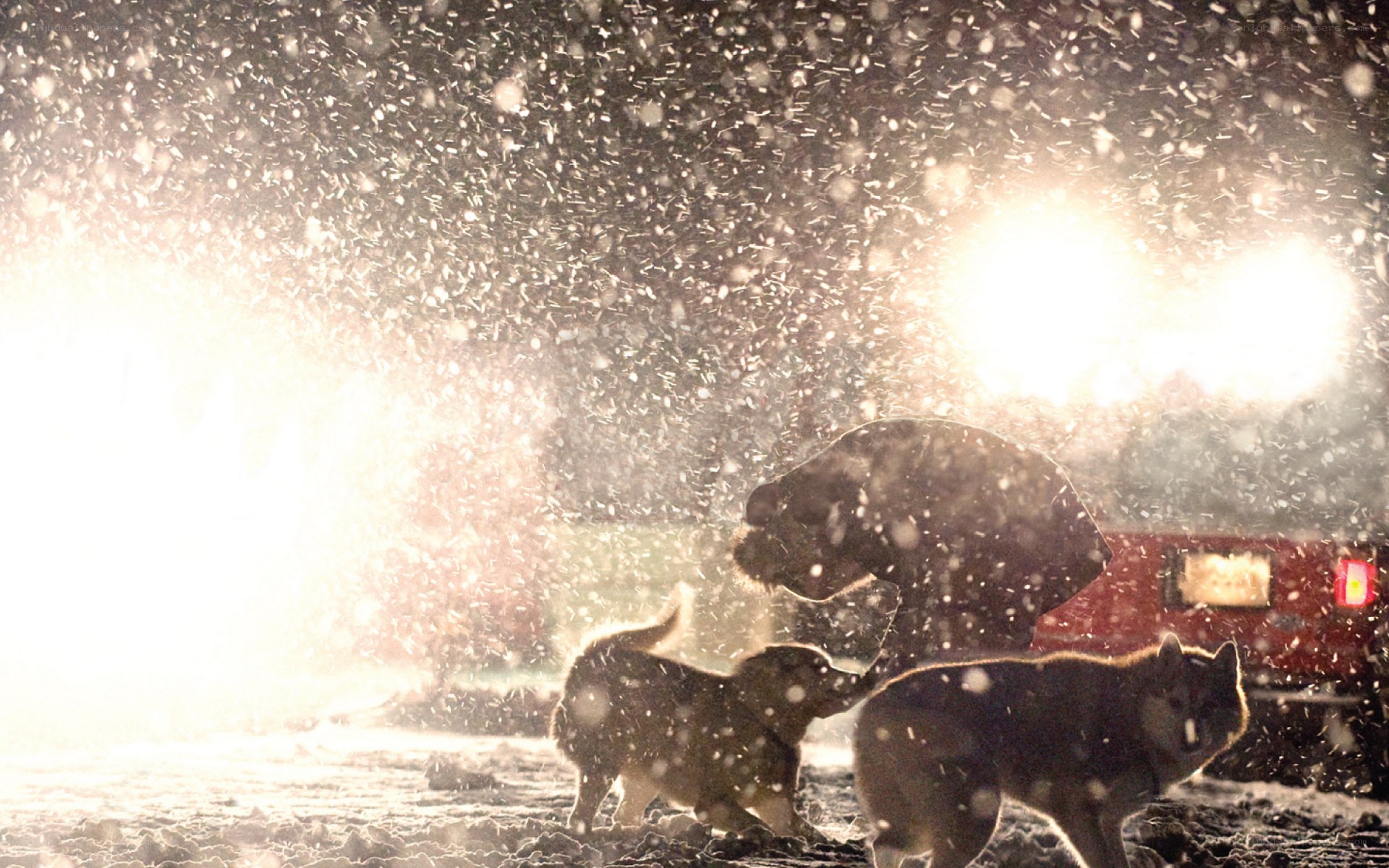Dogs playing in snowstorm