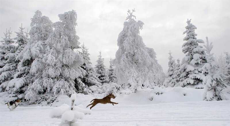 Dogs playing in snowy forest