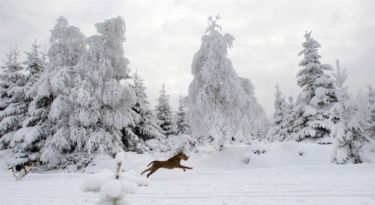 Dogs playing in snowy forest