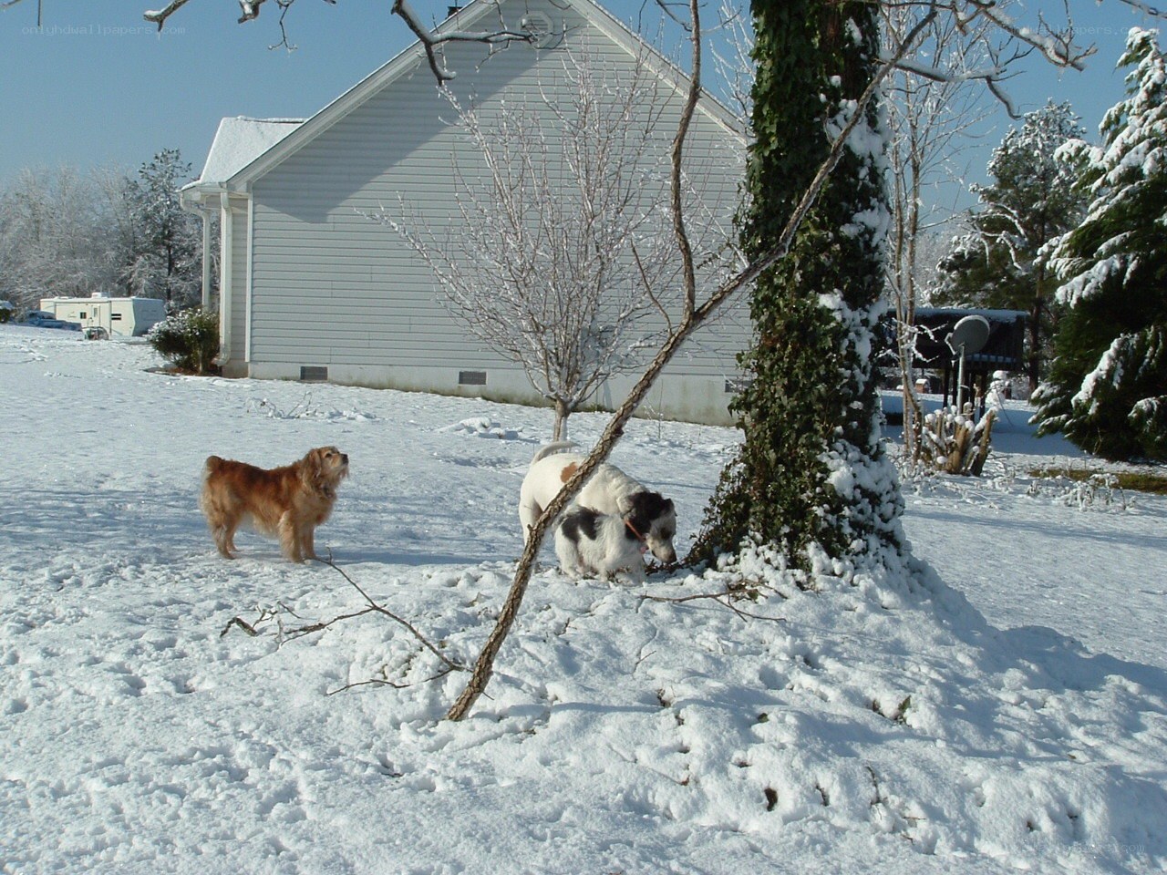 Dogs playing in snowy yard