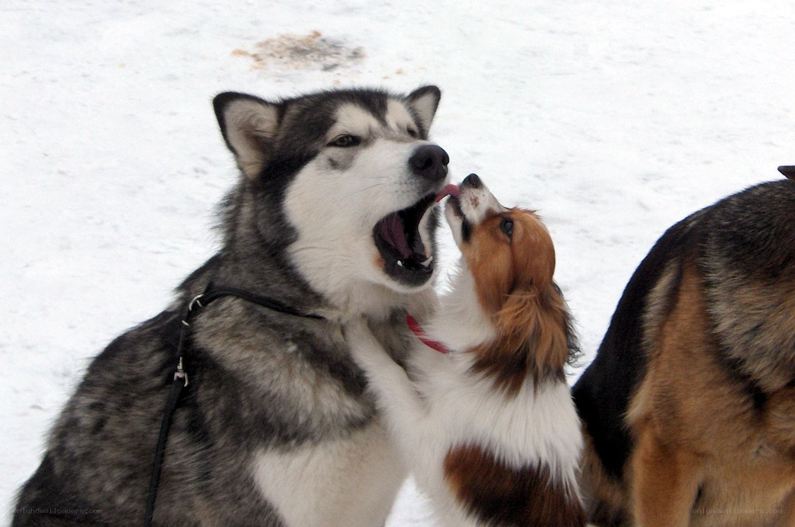Dogs playing in the snow