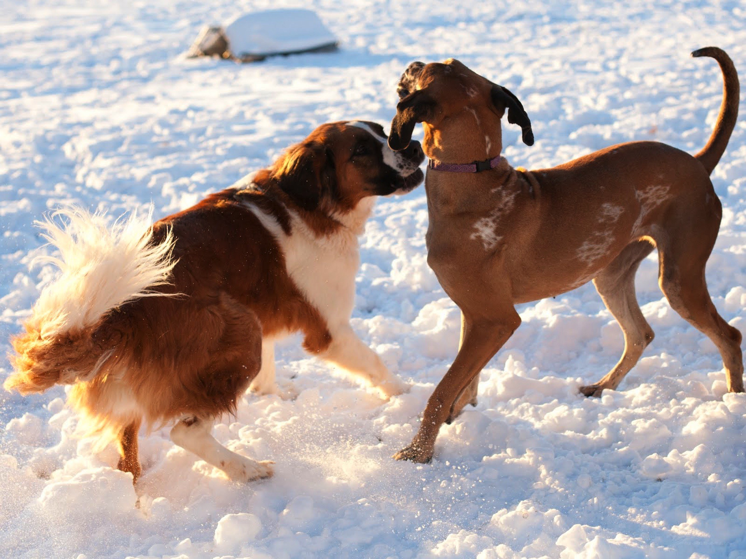 Dogs playing in the snow