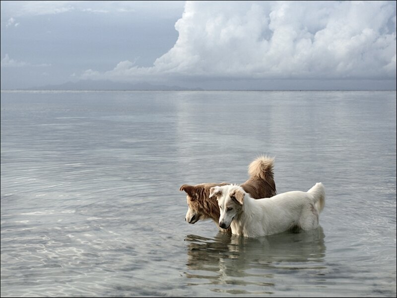 Dogs playing in the water