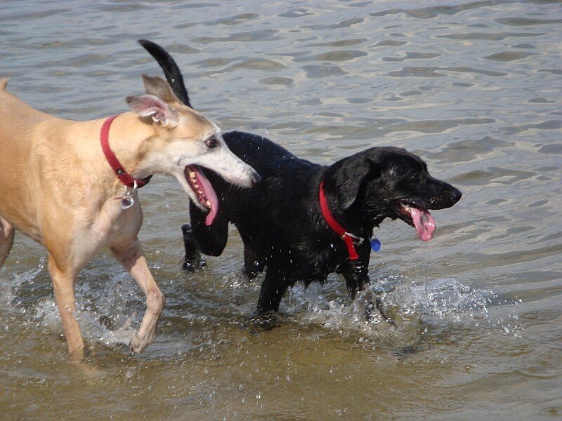 Dogs playing in the water
