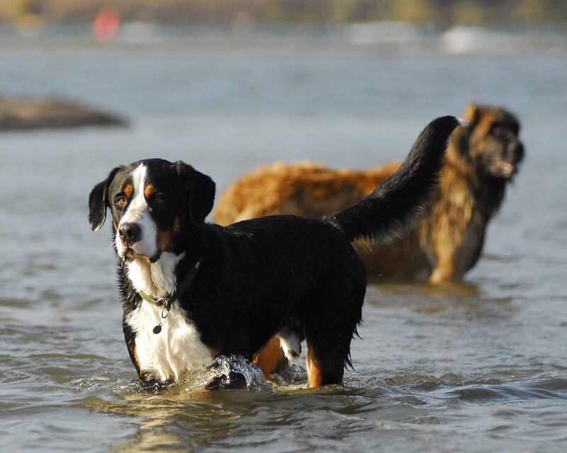 Dogs playing in the water