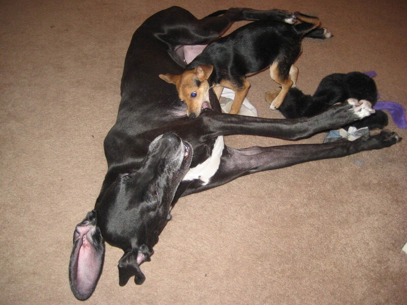 Dogs playing on carpet