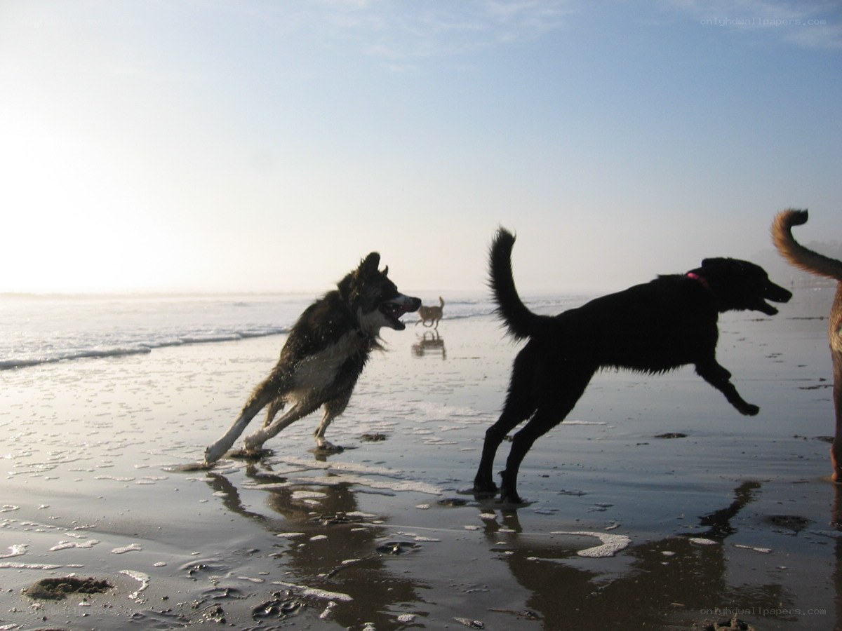 Dogs playing on the beach
