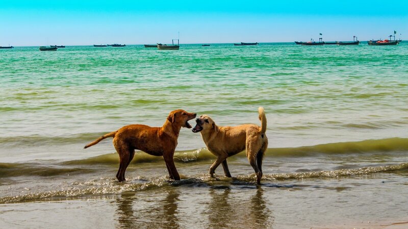 Dogs playing on the beach