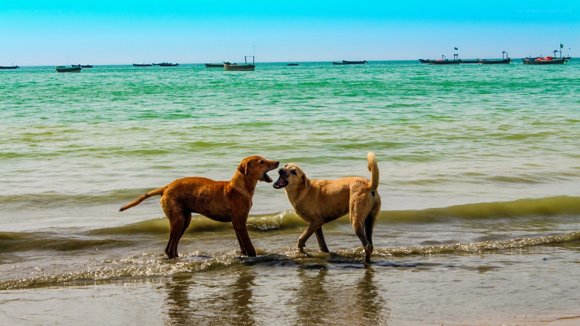 Dogs playing on the beach