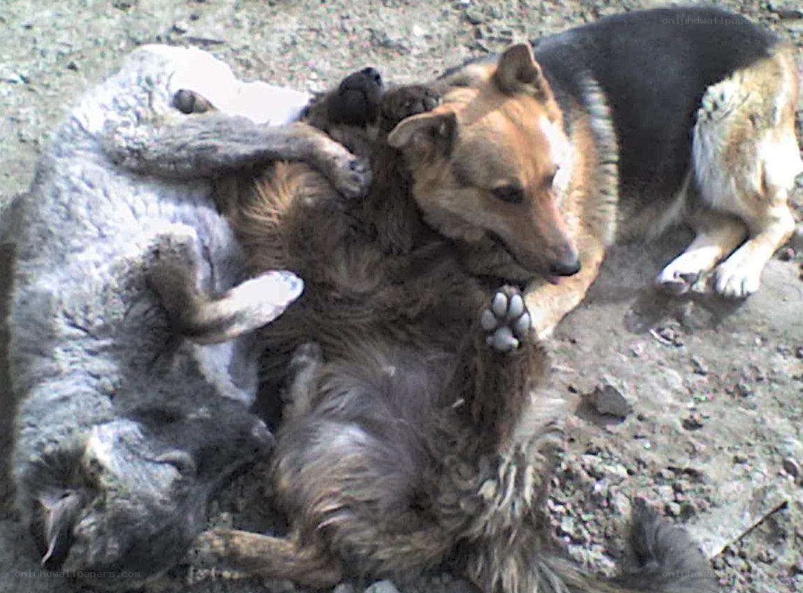 Dogs playing together