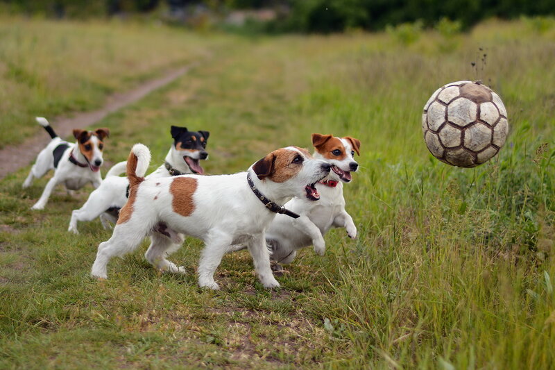 dogs playing with a ball