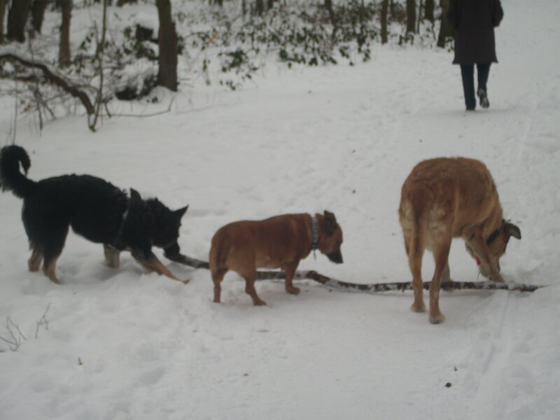 Dogs playing with a stick in snow