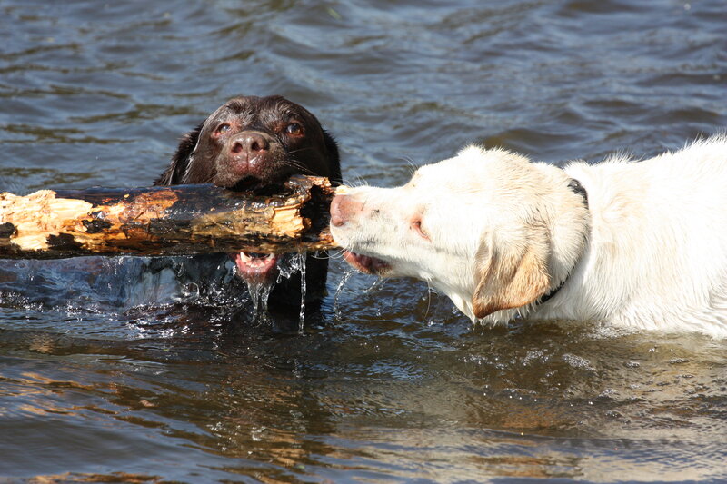 Dogs playing with a stick in water