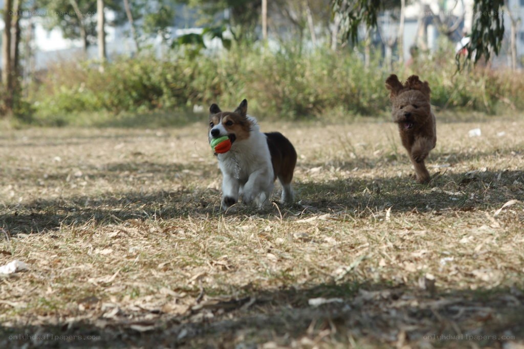 Dogs playing with a toy