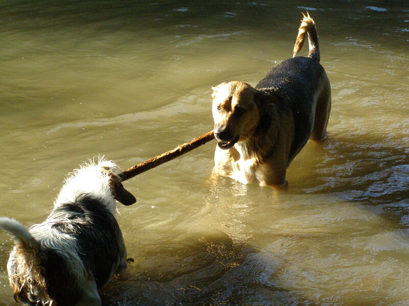 Dogs playing with stick in water