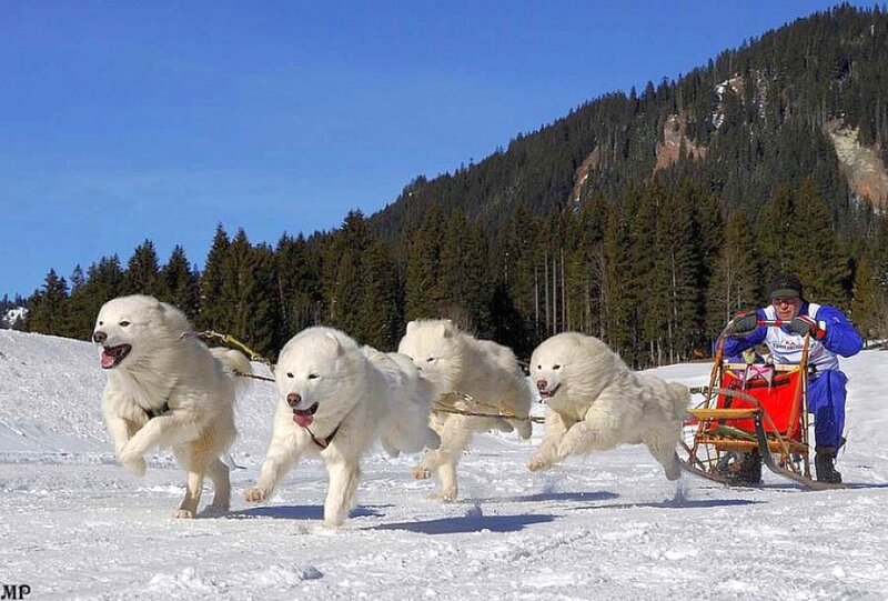 dogs pulling sled in snow