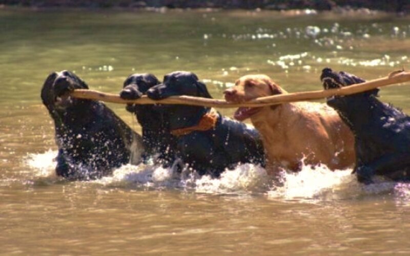 Dogs Pulling Stick