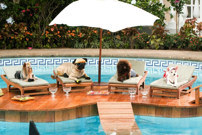 Dogs relaxing by the pool