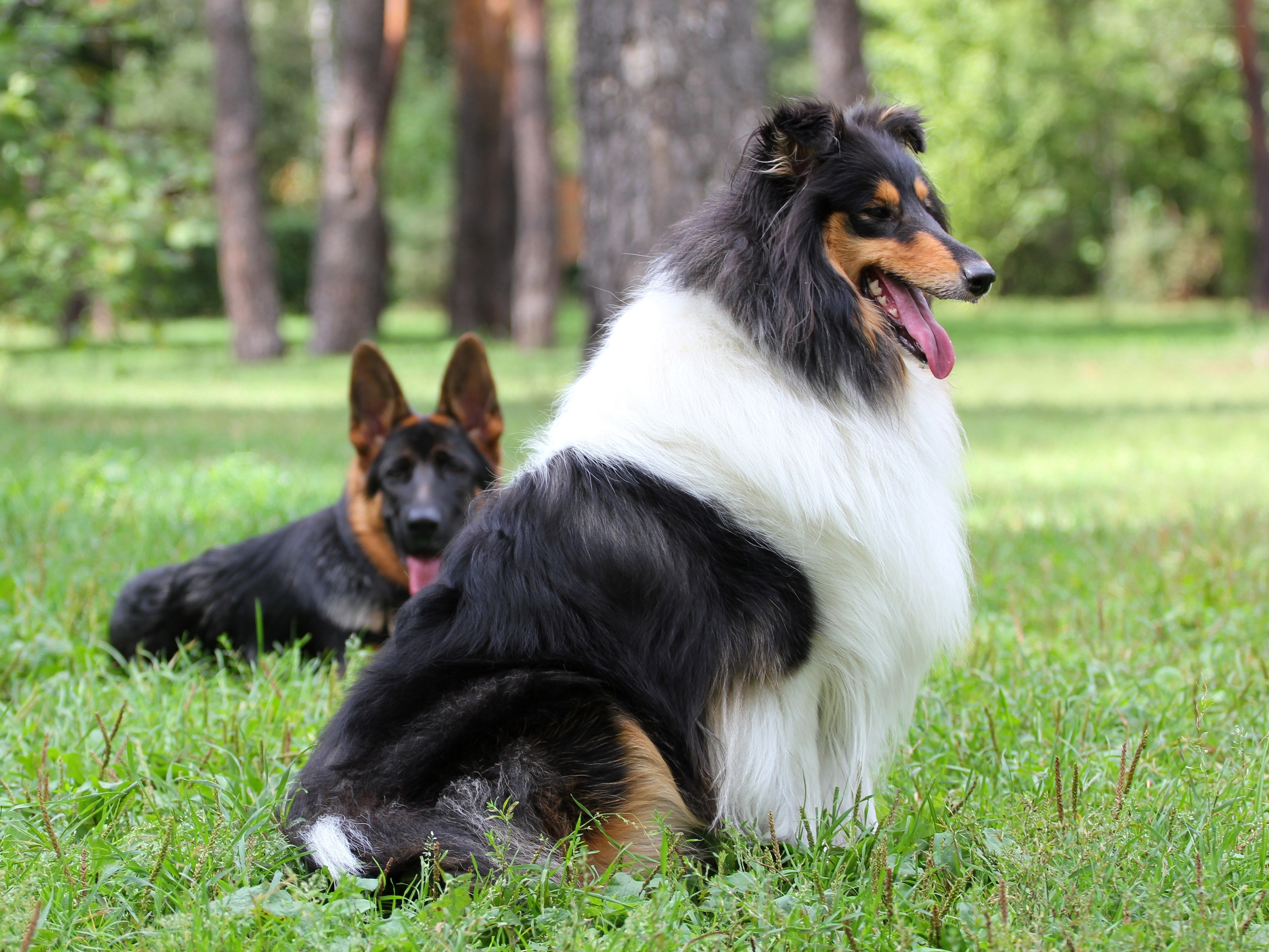 Dogs resting in a park
