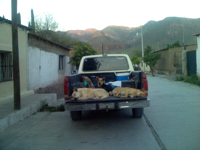 Dogs resting in truck bed