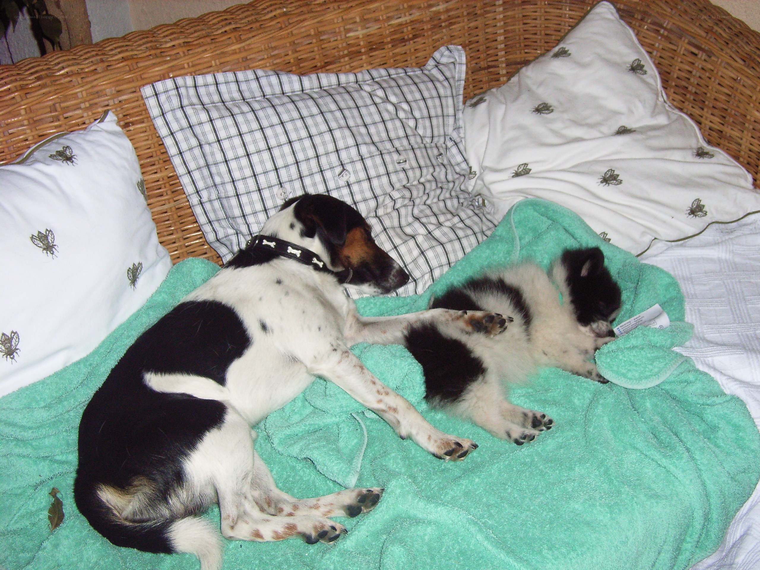 Dogs resting on a wicker couch