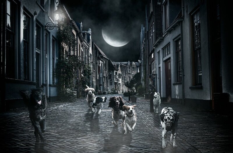 Dogs Running in Alley
