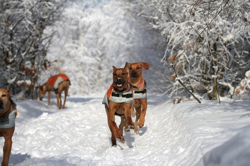 Dogs Running in Snow