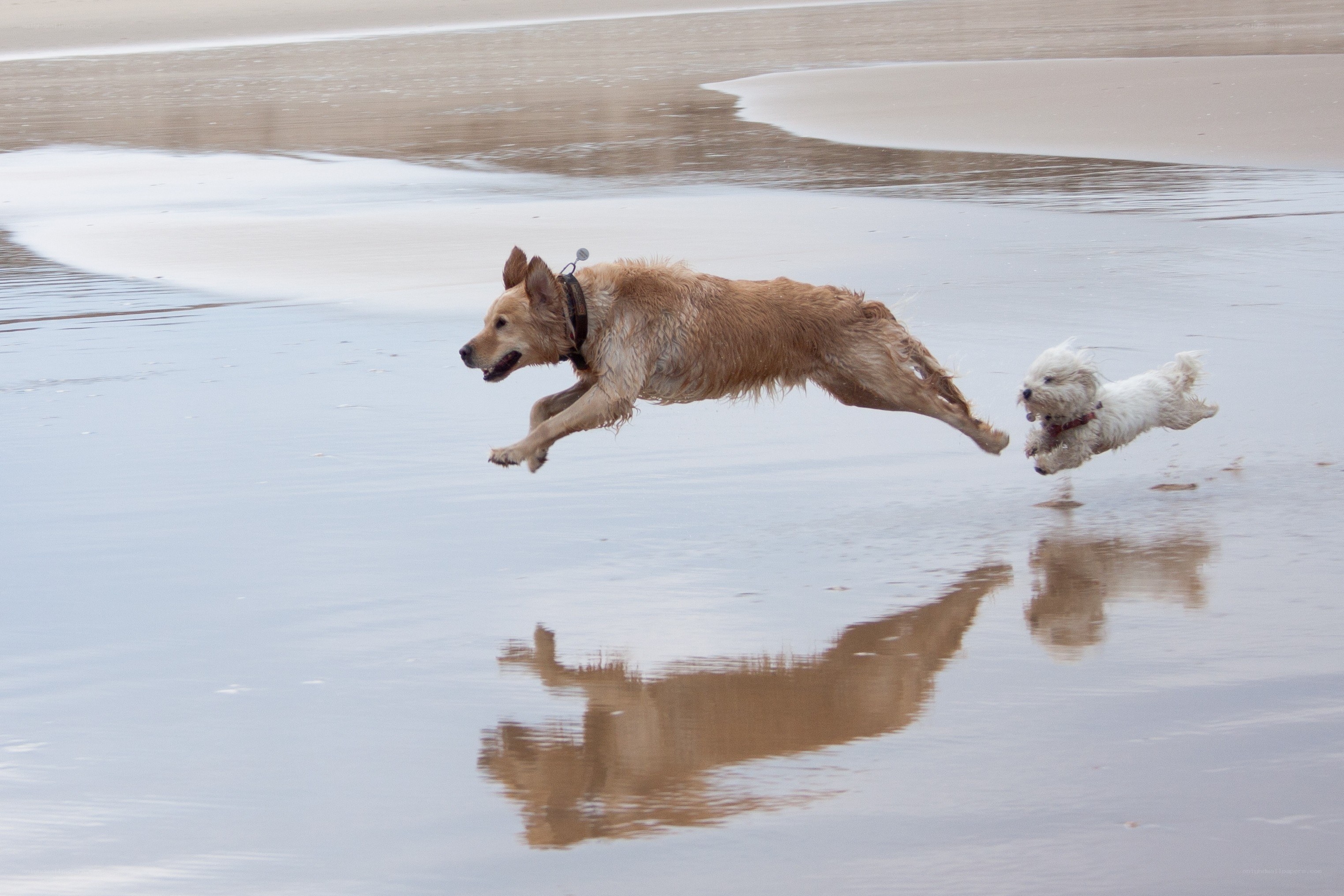 Dogs running on the beach
