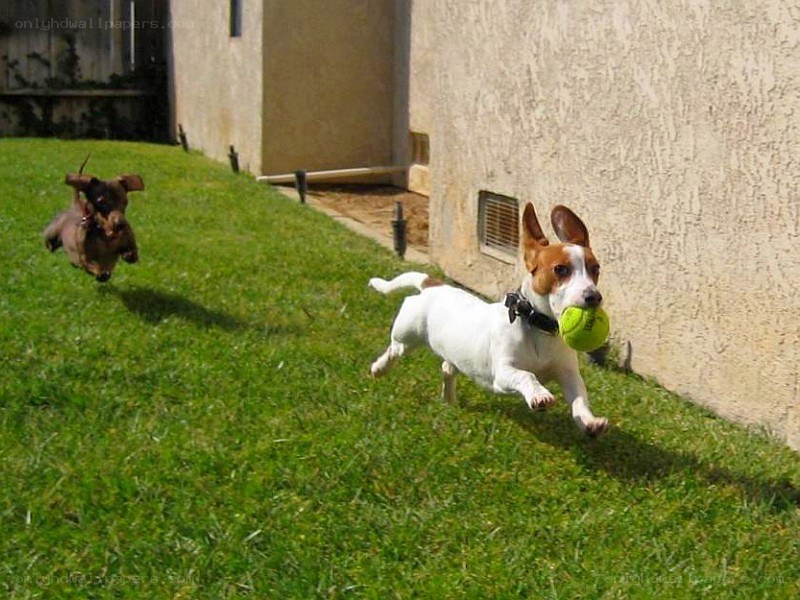 Dogs running with a ball