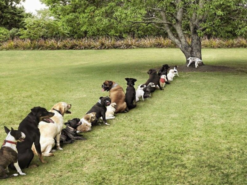 Dogs Sitting in a Line