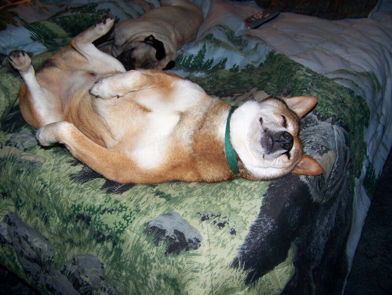 Dogs sleeping on a bed