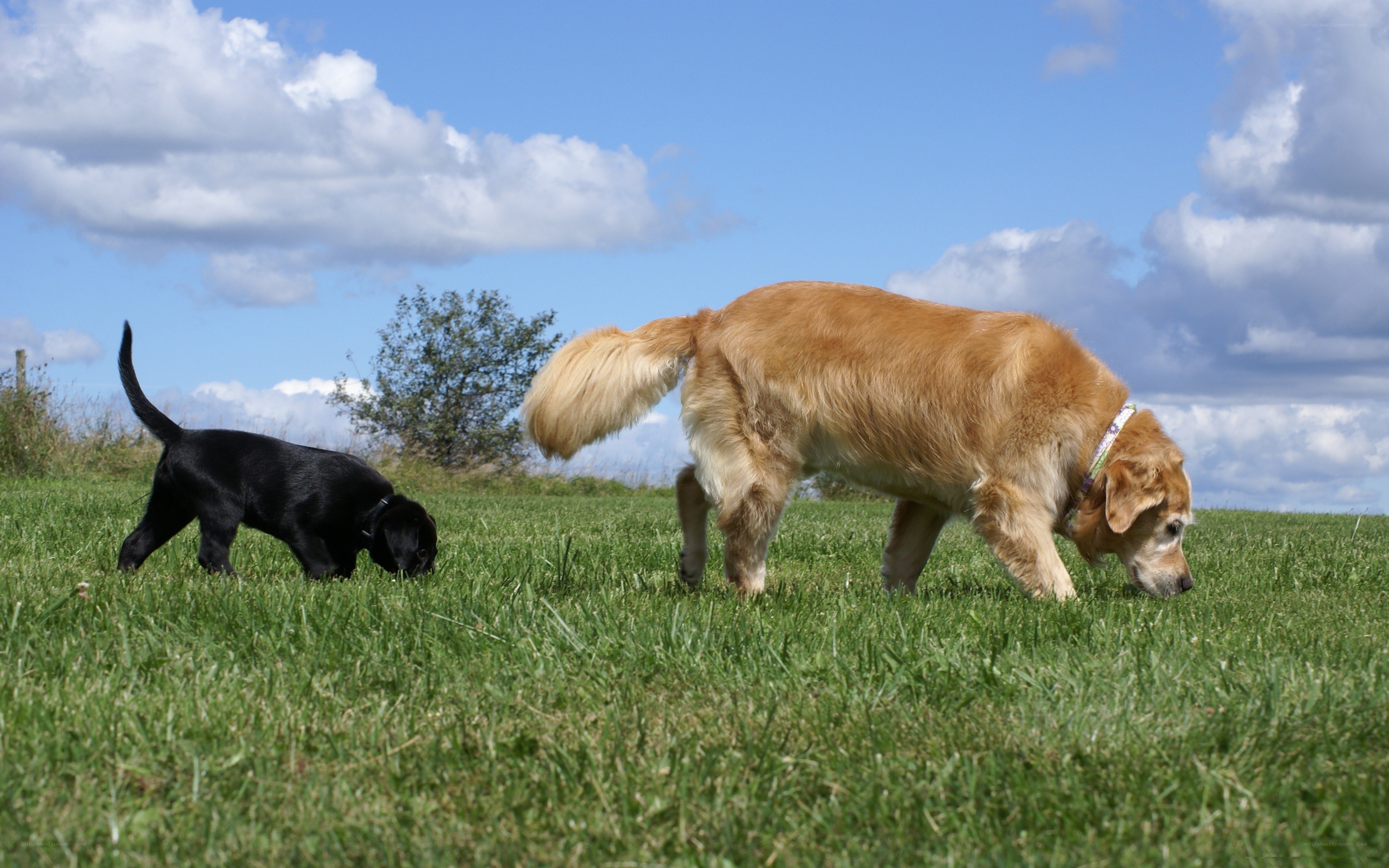 Dogs sniffing in a field