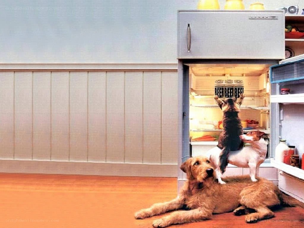Dogs stealing beer from fridge