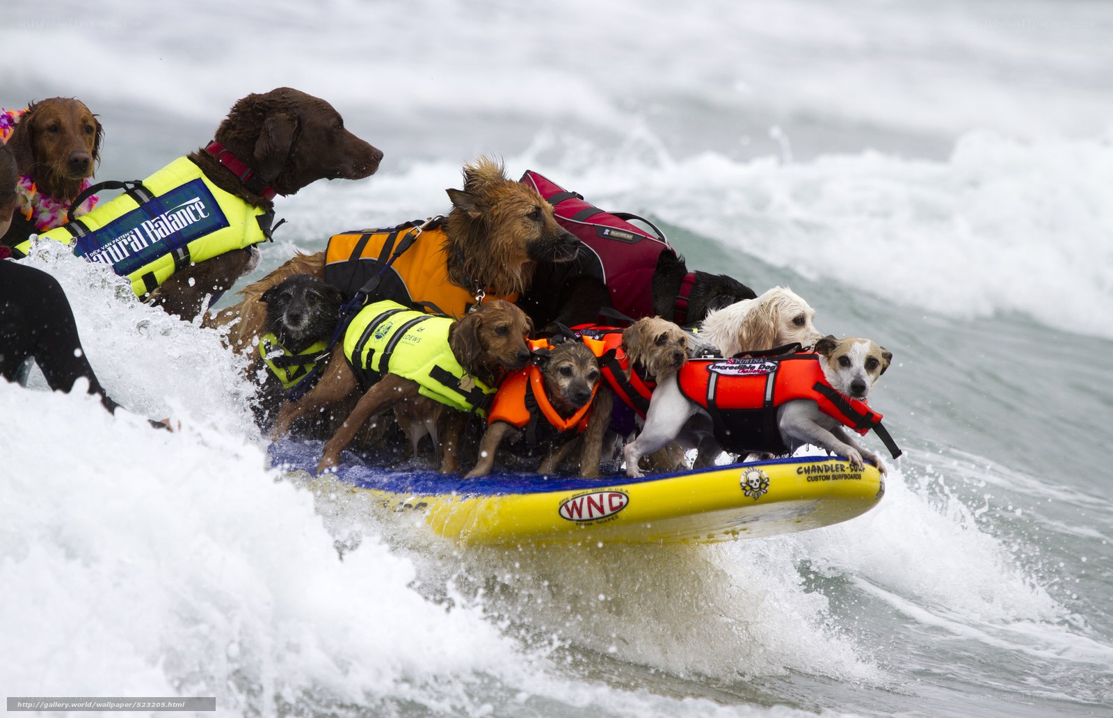 Dogs surfing on a wave