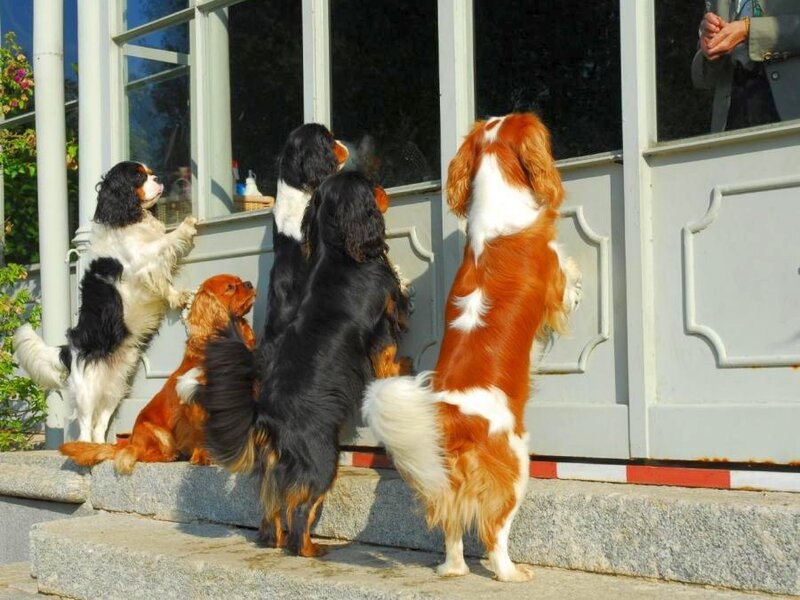 Dogs waiting at a door