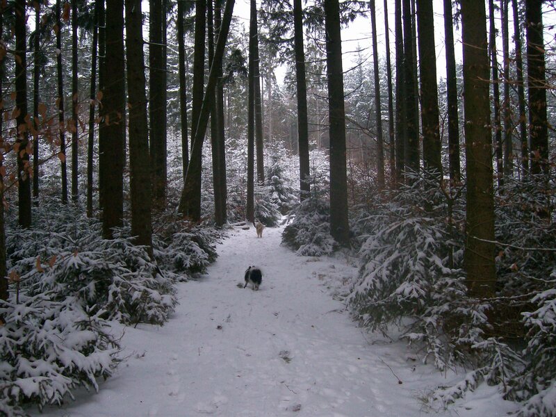 Dogs walking in snowy forest